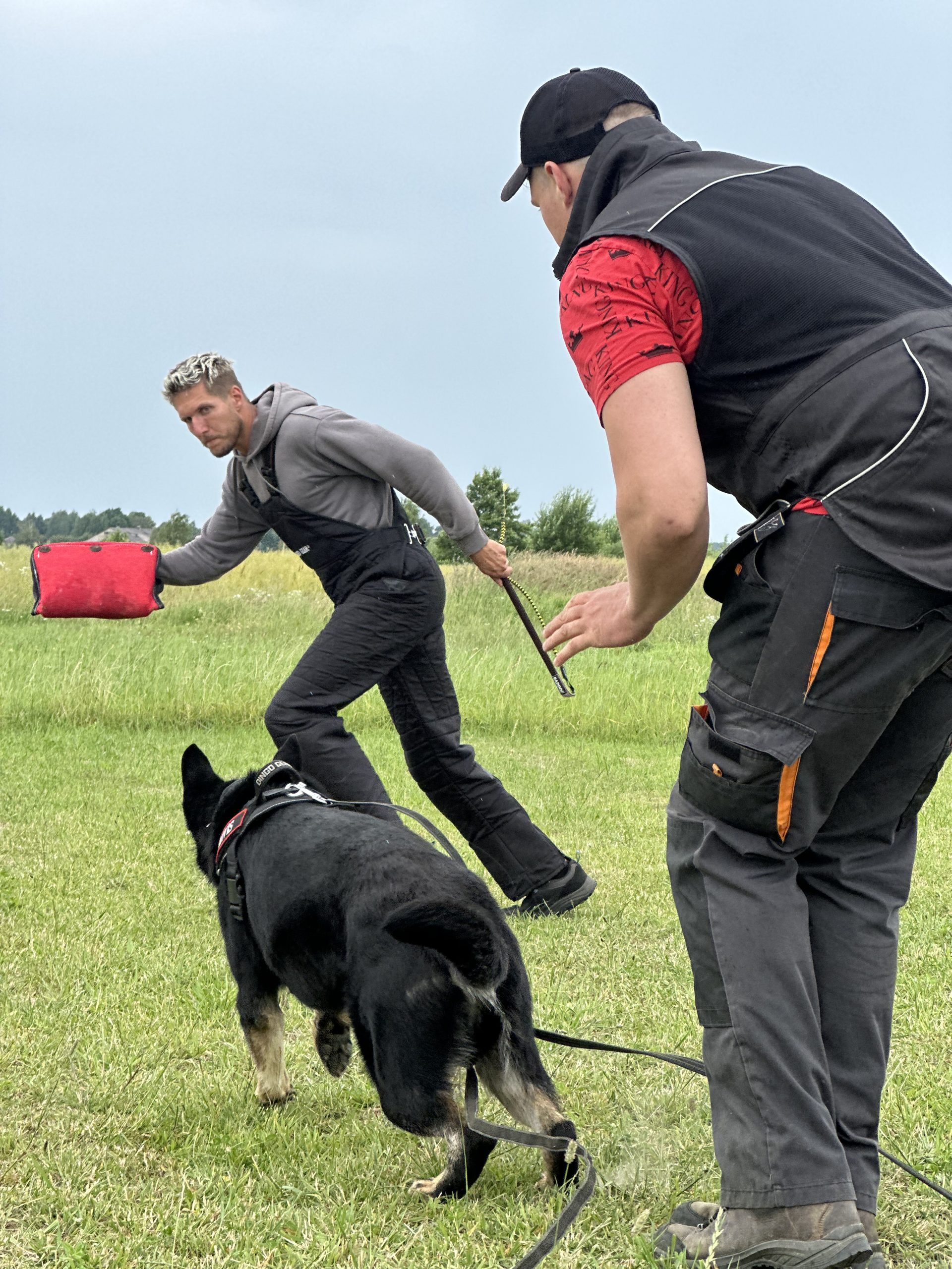 Šunų dresuotojas Klaipėdoje